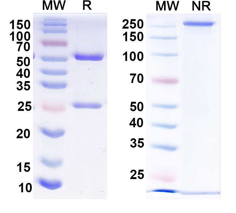 SDS-PAGE for Anti-Beta 4 Spectrin Antibody (N393/76)