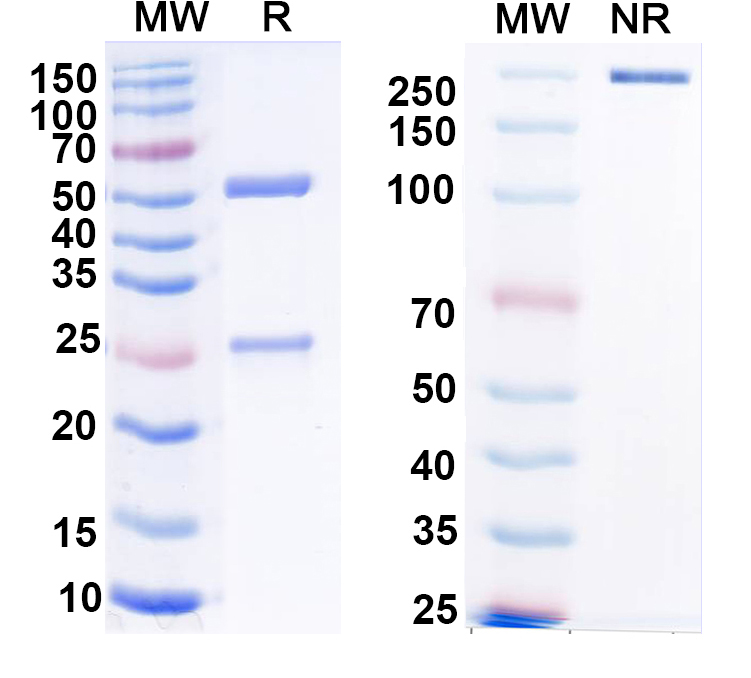 SDS-PAGE for Anti-Beta4-spectrin Antibody (N393/16)