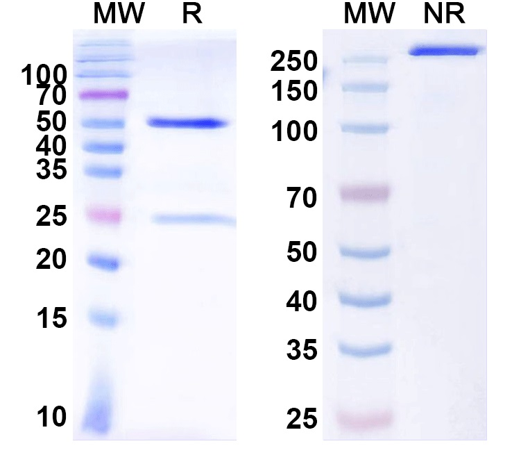 SDS-PAGE for Anti-BKPyV Major capsid protein VP1 Antibody (336F07)