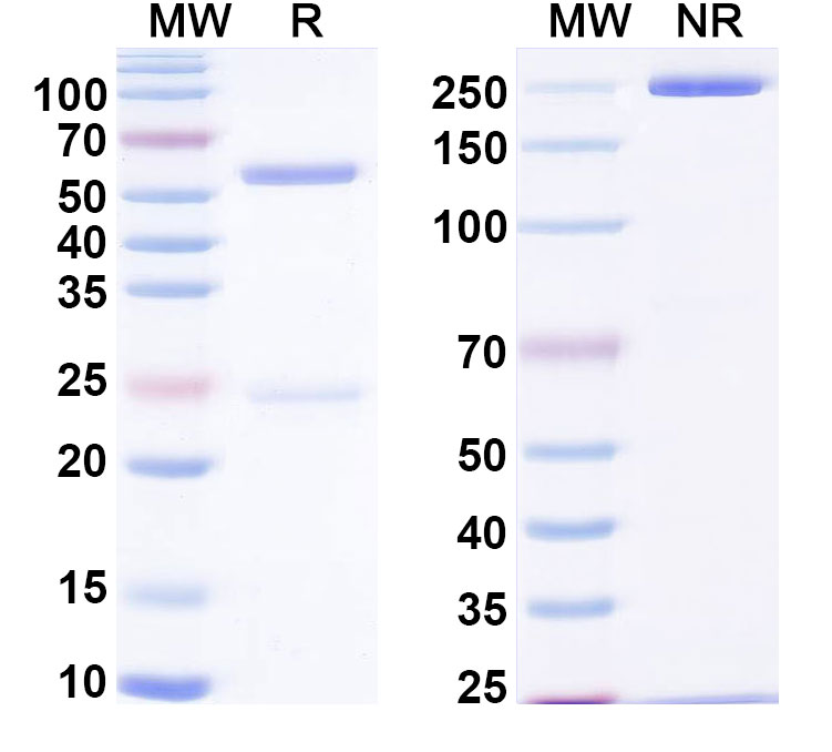 SDS-PAGE for Anti-Blood group H antigen Antibody (ABS1936)
