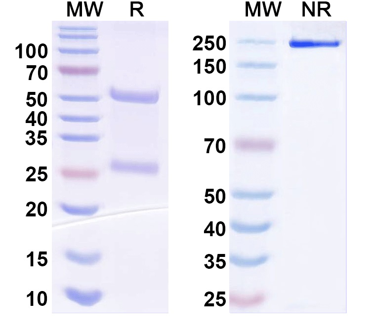 SDS-PAGE for Anti-Bordetella pertussis fhaB/FHA Monoclonal Antibody, T5