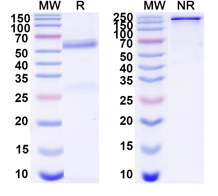 SDS-PAGE for Anti-Bovine Serum Albumin/BSA Monoclonal Antibody, SAA1406