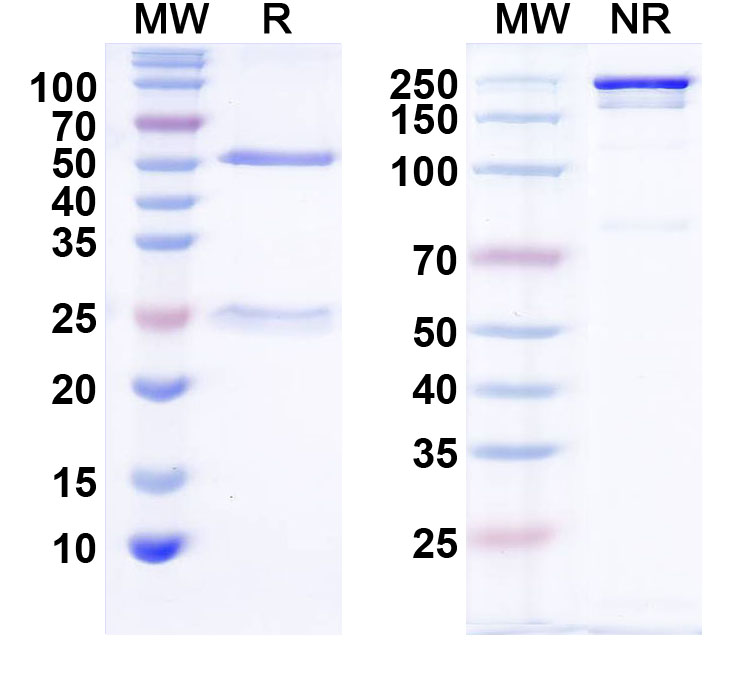SDS-PAGE for Anti-Bral1 Antibody (N364/10)
