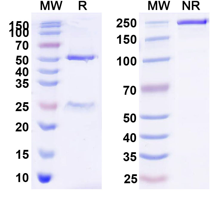 SDS-PAGE for Anti-BRIL tag Antibody (ABS1070)