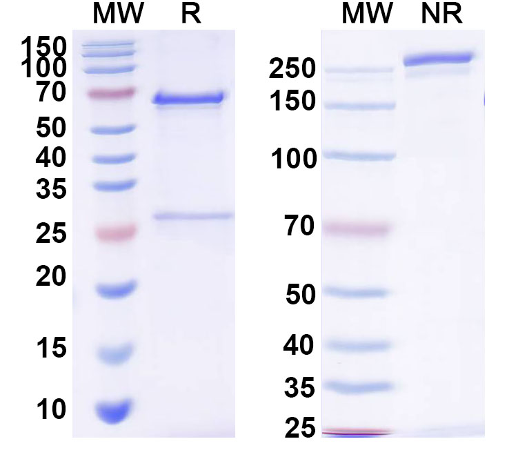 SDS-PAGE for Anti-Brucella A antigen Antibody (YsT9.1)