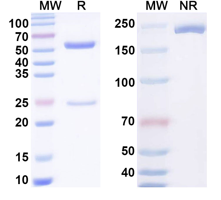 SDS-PAGE for Anti-BVDV Envelope glycoprotein E2/gp55 Monoclonal Antibody, H18