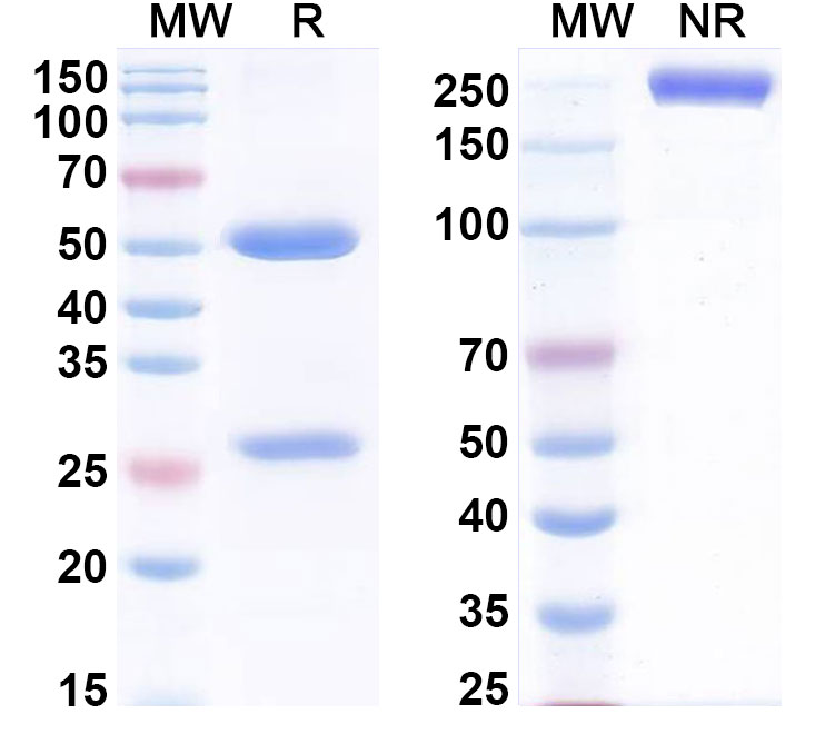 SDS-PAGE for Anti-Cadmium-EDTA or Mercury-EDTA complexes Monoclonal Antibody, SAA0523