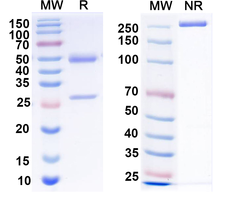SDS-PAGE for Anti-Calbindin Antibody (L109/39)