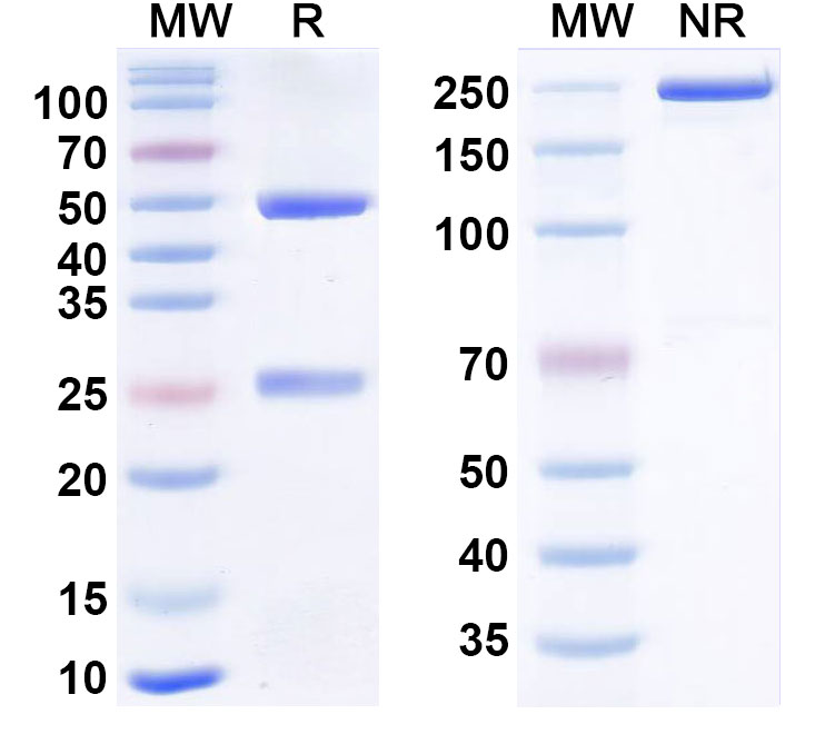 SDS-PAGE for Anti-cAMP Monoclonal Antibody (1A187)