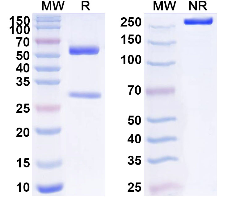 SDS-PAGE for Anti-Can f 1 Antibody (SAA2360)
