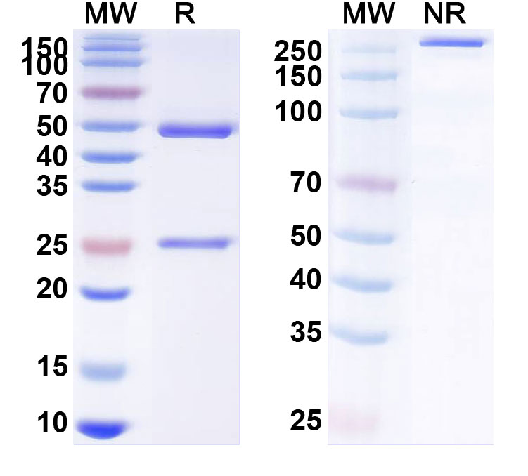 SDS-PAGE for Anti-Canine Parvovirus/CPV Monoclonal Antibody (1A420)