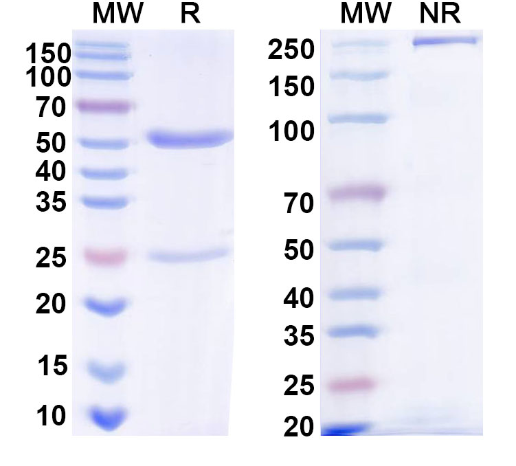 SDS-PAGE for Anti-Castor bean Ricin Antibody (6C2)