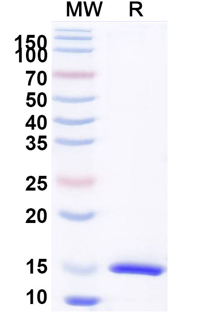 SDS-PAGE for Anti-Castor bean Ricin VHH (SAA0990)