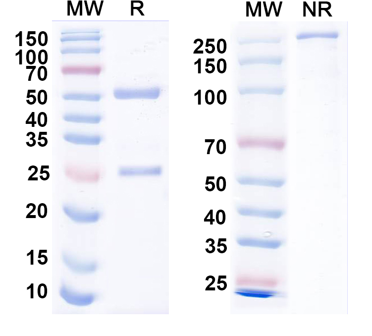 SDS-PAGE for Anti-Cav 2.2 Antibody (N417/90)