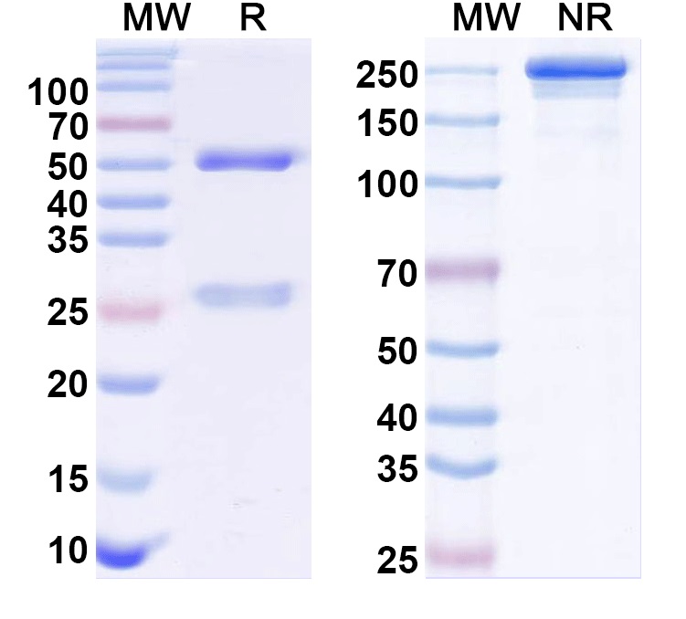SDS-PAGE for Anti-Cav1.3 Ca2+ channel Antibody (L48A/29)