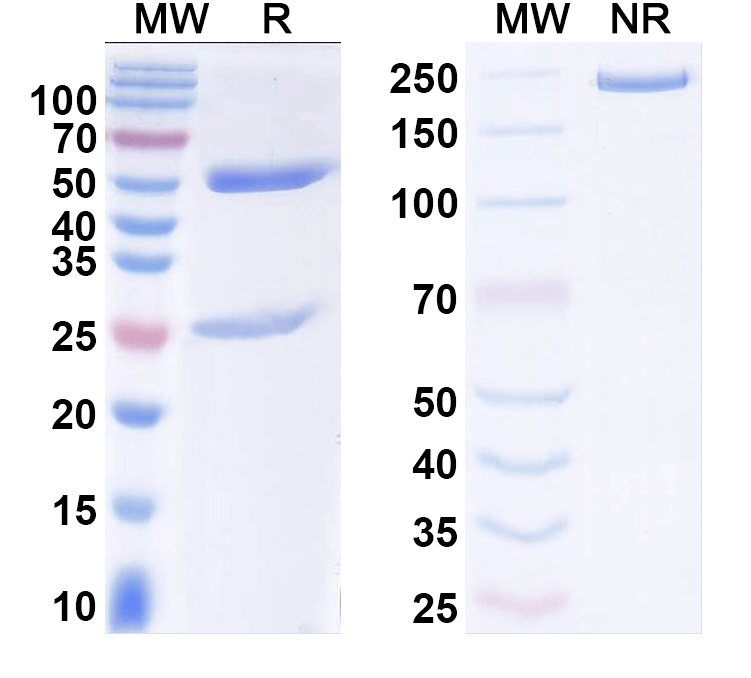 SDS-PAGE for Anti-Cav3.1 Ca2+ channel Antibody (N178/9)