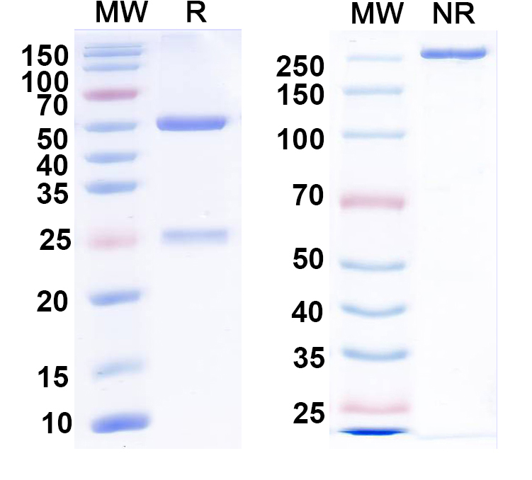 SDS-PAGE for Anti-Cav3.2 Ca2+ channel Antibody (N55/10)