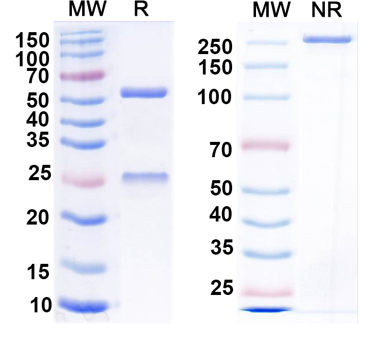SDS-PAGE for Anti-CCK Antibody (L110/143)