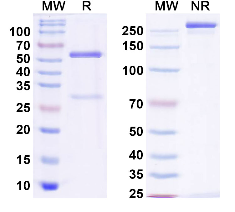 SDS-PAGE for Anti-CD19 & CD28 Bispecific Antibody (RG-6333)