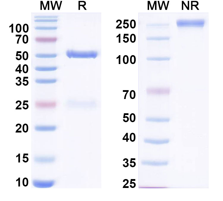 SDS-PAGE for Anti-Cd2+/Cadmium(2+) Monoclonal Antibody, SAA0524