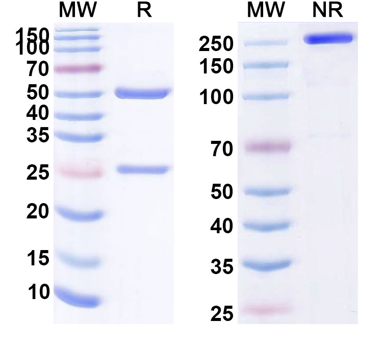 SDS-PAGE for Anti-CD227/MUC1 Antibody (HT186-D11)