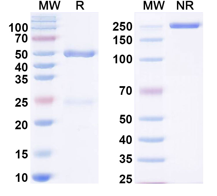 SDS-PAGE for Anti-CD257/BAFF/TNFSF13B/BLYS Antibody (SAA2395)