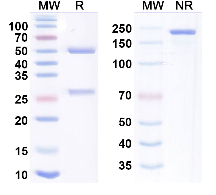 SDS-PAGE for Anti-CD3 & TPBG Bispecific Antibody