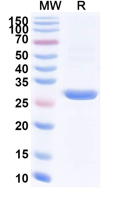 SDS-PAGE for Anti-CD340/ERBB2/HER2 scFV Antibody (SAA2245)