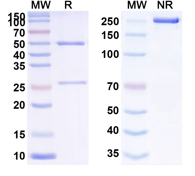 SDS-PAGE for Anti-CD350/FZD10 Antibody (SAA2393)