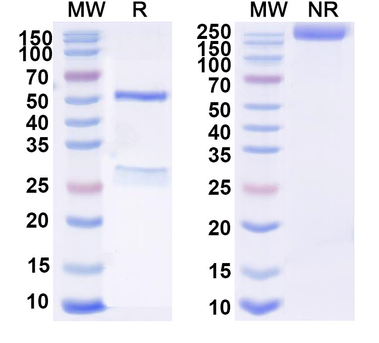 SDS-PAGE for Anti-CD77 Monoclonal Antibody (38.13)