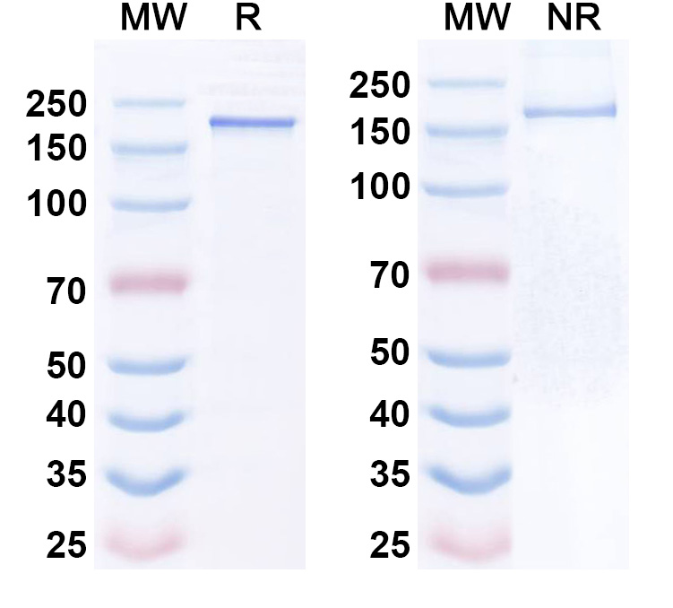 SDS-PAGE for Anti-CDH3/MSLN BiTE Antibody (AMG 305)