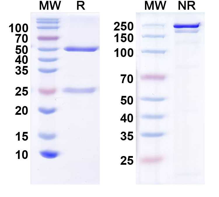 SDS-PAGE for Anti-CELF4/BRUNOL4 Antibody (N446/23)