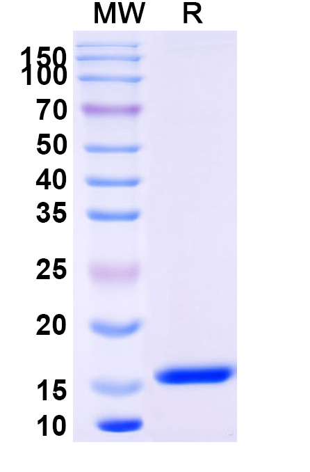 SDS-PAGE for Anti-Chick LYZ/Lysozyme C VHH (SAA0887)