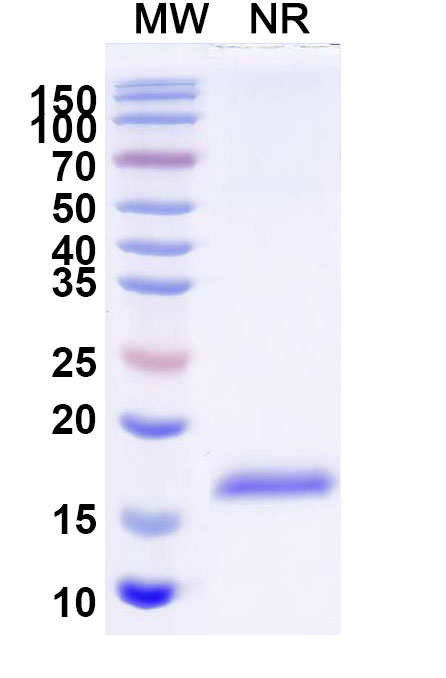 SDS-PAGE for Anti-Chick LYZ/Lysozyme C VHH (SAA0896)