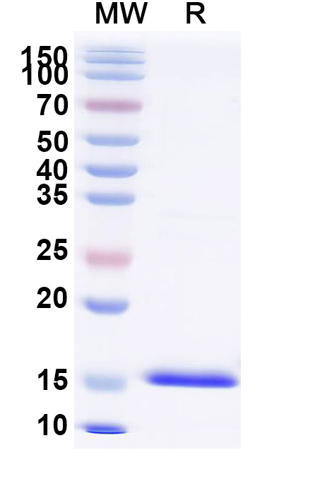 SDS-PAGE for Anti-Chick LYZ/Lysozyme C VHH (SAA0898)