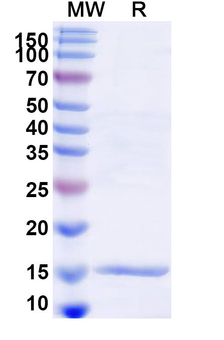 SDS-PAGE for Anti-Chick LYZ/Lysozyme C VHH (SAA1113)