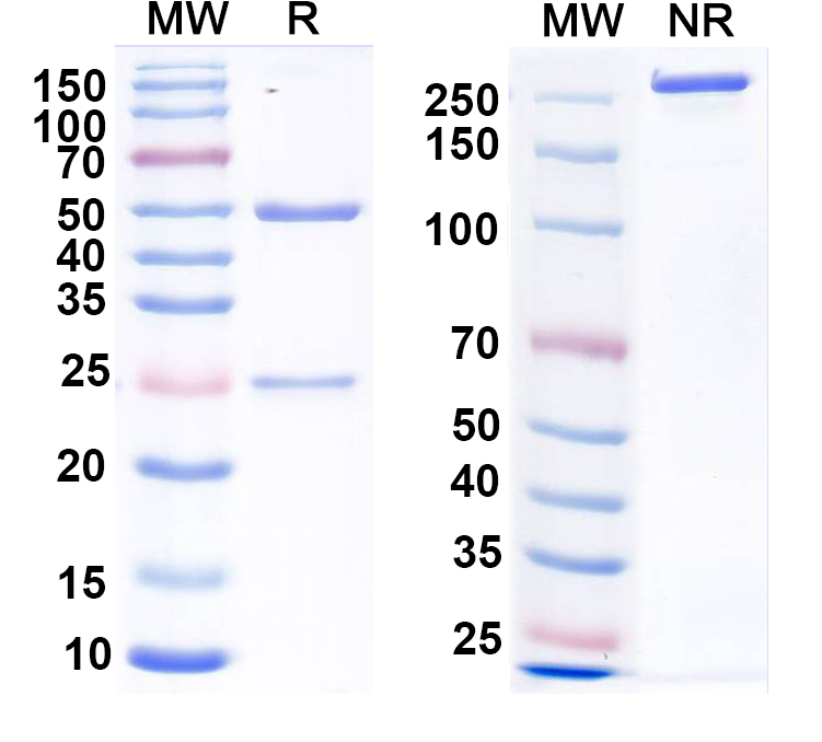 SDS-PAGE for Anti-CHIKV Spike glycoprotein E2 Monoclonal Antibody, 5F10