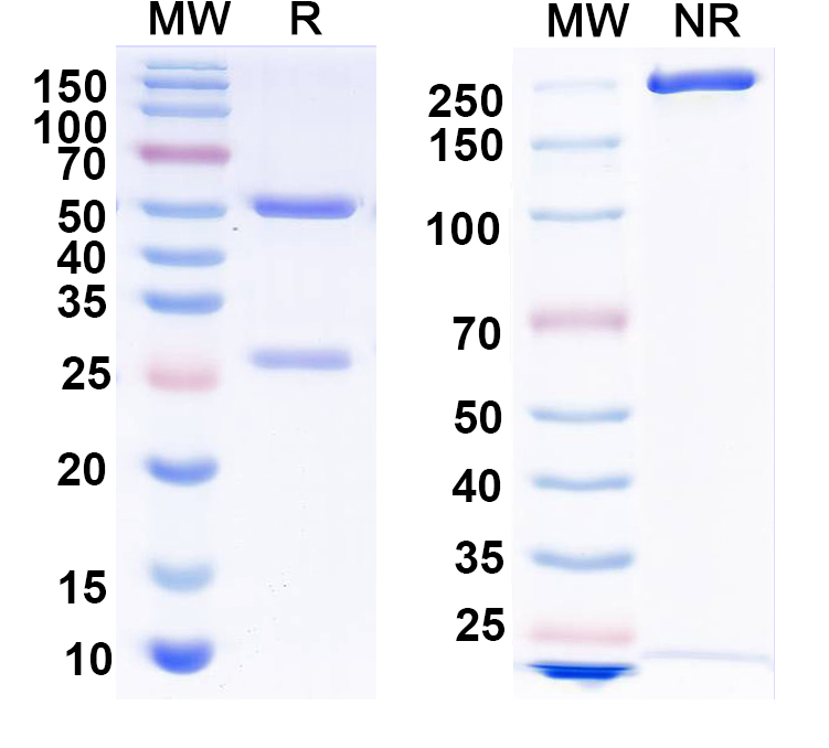 SDS-PAGE for Anti-Clcn5 Monoclonal Antibody (N237/8)
