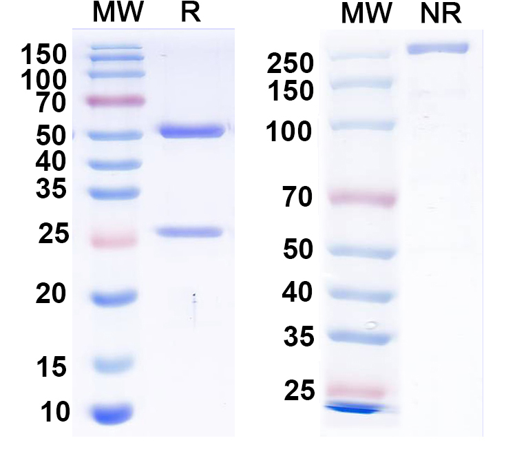 SDS-PAGE for Anti-Clcn7 Monoclonal Antibody (N436/47)