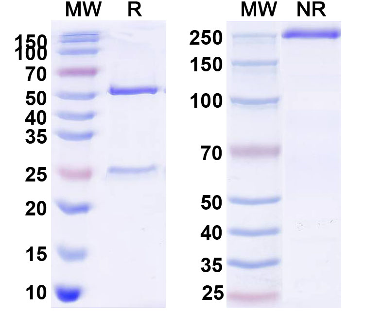 SDS-PAGE for Anti-ClfA Antibody (AZD7745)