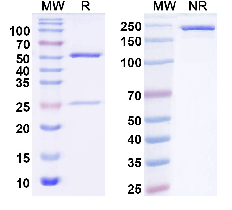 SDS-PAGE for Anti-Clostridium botulinum botA/BoNT Antibody (1F3)