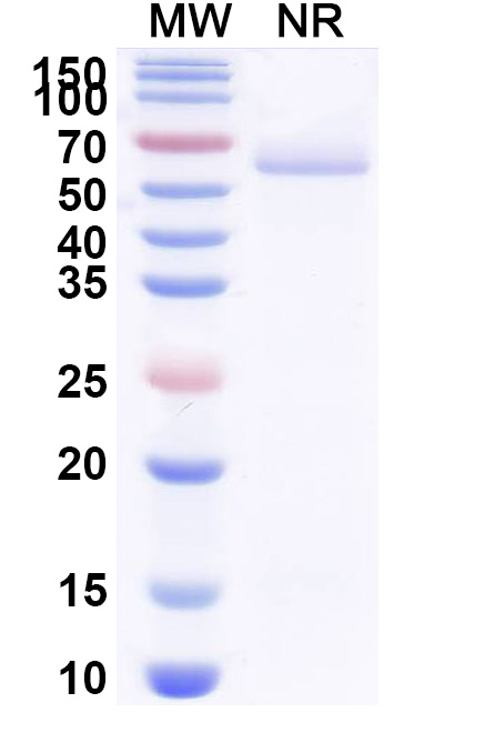 SDS-PAGE for Anti-Clostridium botulinum botA/BoNT Antibody (VH15)