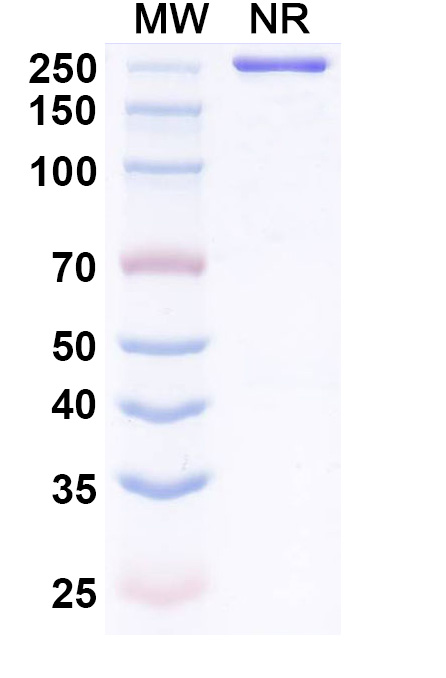 SDS-PAGE for Anti-Clostridium botulinum botA/BoNT Antibody (VH22)
