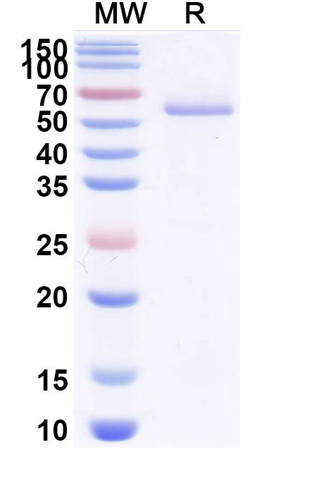 SDS-PAGE for Anti-Clostridium botulinum botA/BoNT Antibody (VHH17)