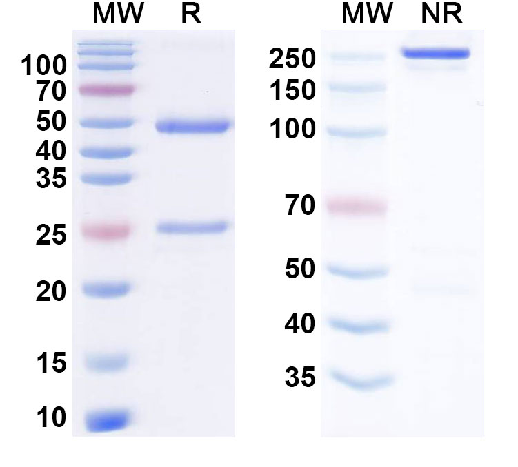 SDS-PAGE for Anti-Clostridium perfringens plcAlpha-toxin Monoclonal Antibody (3a4D10)