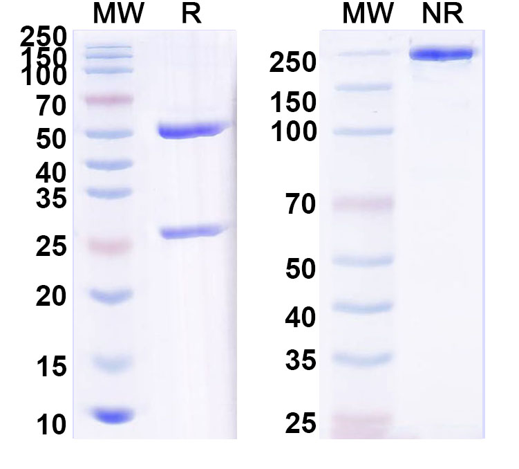SDS-PAGE for Anti-Clostridium tetani tetX/Tetanus toxin Monoclonal Antibody, SAA0854