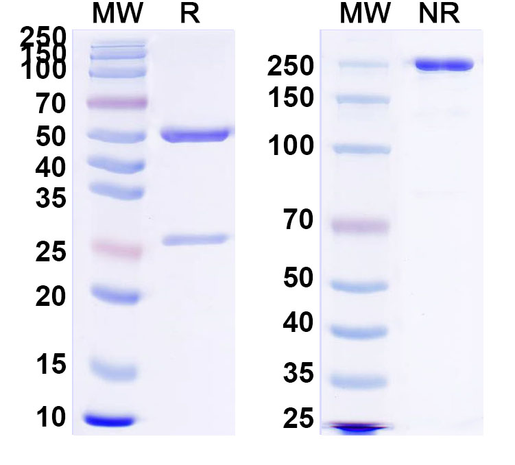 SDS-PAGE for Anti-Clostridium tetani tetX/Tetanus toxin Monoclonal Antibody, SAA0855