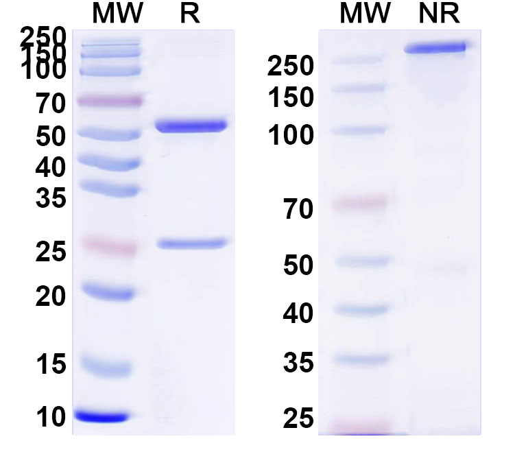 SDS-PAGE for Anti-Clostridium tetani tetX/Tetanus toxin Monoclonal Antibody, SAA0862