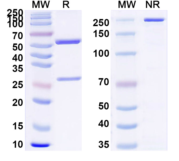 SDS-PAGE for Anti-Clostridium tetani tetX/Tetanus toxin Monoclonal Antibody, SAA0864