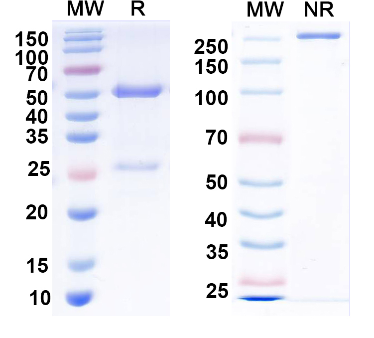 SDS-PAGE for Anti-CNIH Antibody (N200/13)